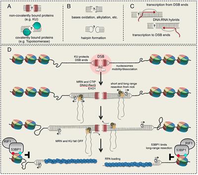 Regulation of DNA Double Strand Breaks Processing: Focus on Barriers